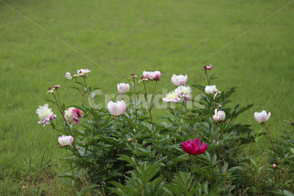 작약꽃,봄,풍경,꽃,맑음,식물,자연,plants,nature,꽃,flower