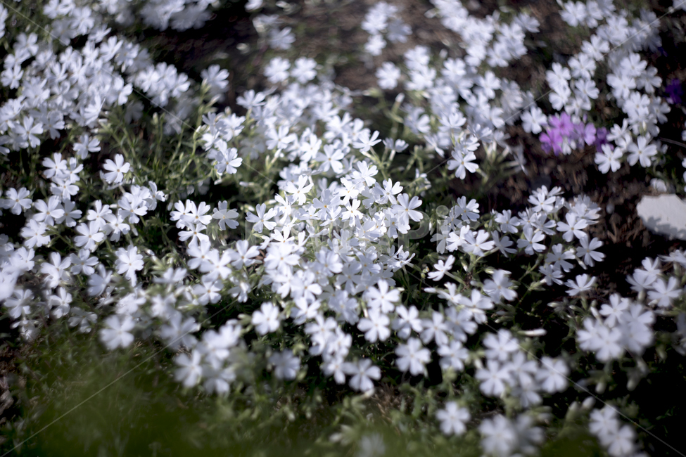 봄,꽃,튤립,꽃잎,분위기,감성,푸름,잎,봄,계절,spring,season,식물,자연,plants,nature,꽃,flower,plant,blossom