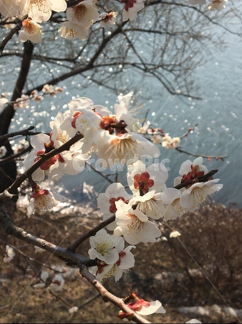 벚꽃,꽃,식물,blossom,나무,벚나무