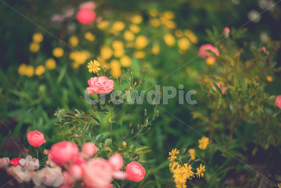 식물,장미,장미꽃,꽃,여름꽃,봄,계절,spring,season,식물,자연,plants,nature,꽃,flower,감성,sensible,feeling,plant