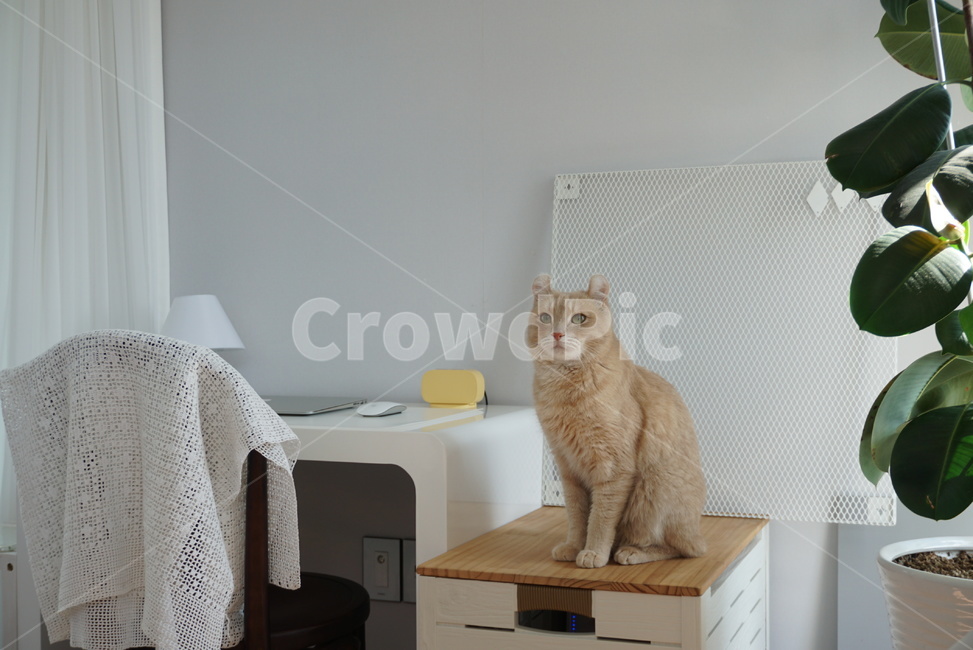 Pets,cat,American Curl,pet