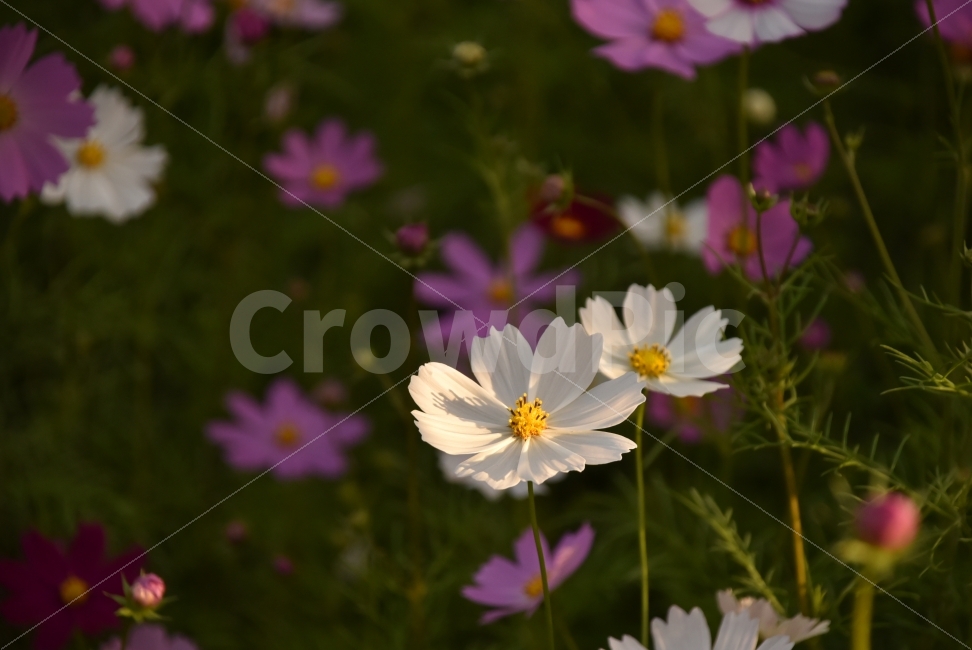 대한민국,가을,꽃,가을꽃,흰색,파스텔,코스모스,노을,역광,식물,자연,plants,nature,감성,sensible,feeling,가을,계절,fall,autumn,season,꽃,flower,plant