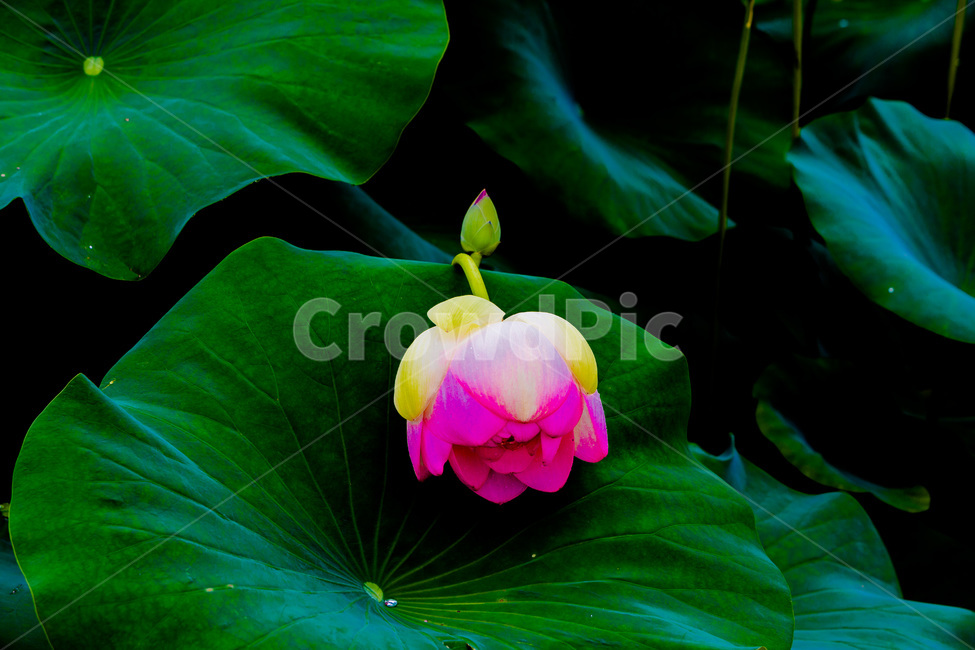 연꽃,연잎,문양,무늬,습지,식물,자연,plants,nature,꽃,flower