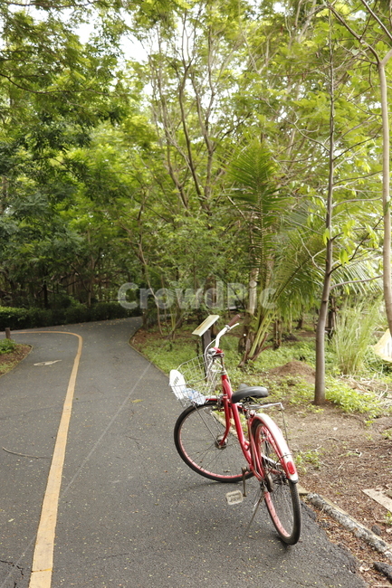 bicycle,자전거,bike,공원,길,나무