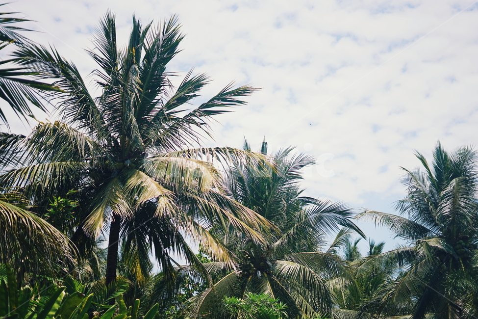 야쟈수,palmtree,동남아,휴가,vacation,식물,vegetation,나무,tree,여유,relaxation,relaxed,하늘,sky,발리,bali,자연,nature,여름,summer