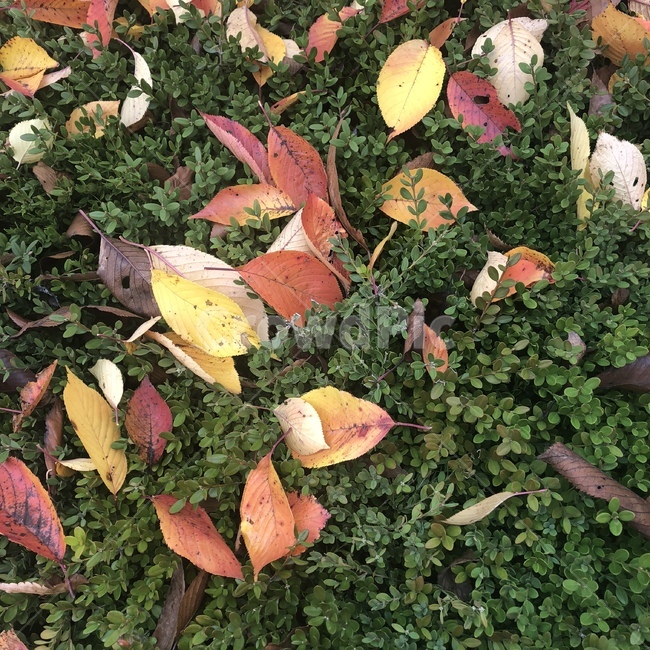 가을,낙엽,단풍,근접샷,알록달록,가을,계절,fall,autumn,season,plant,식물,leaf,잎