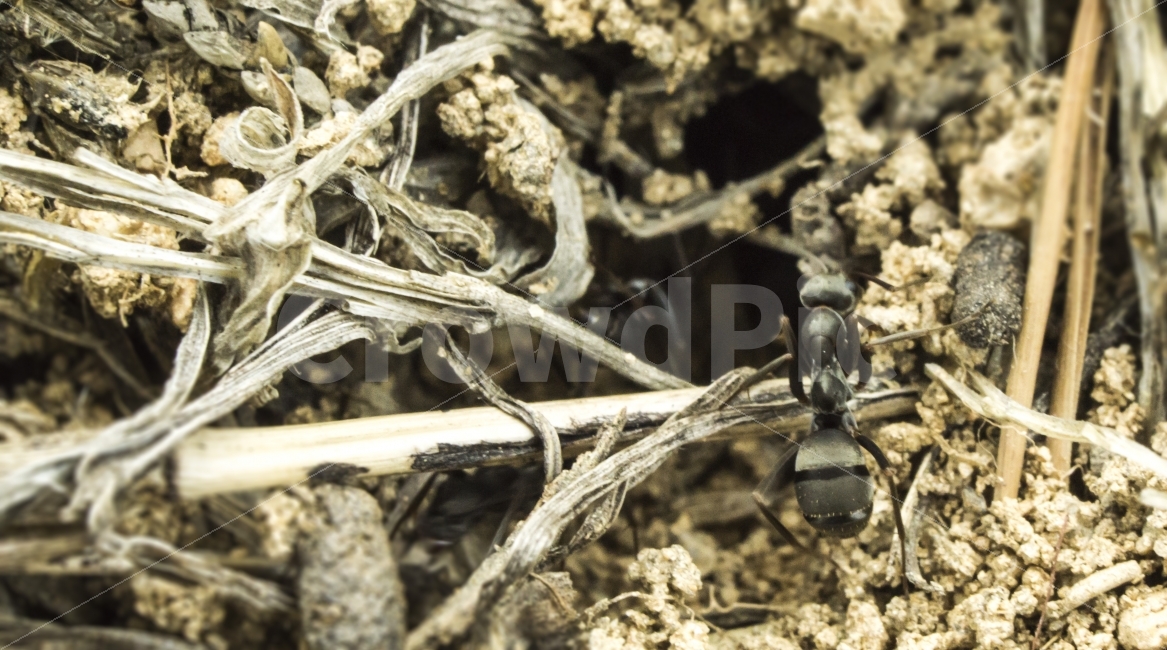 개미,ant,곤충,벌레,자연,접사,미세함,macro,동물,animal,곤충,벌레,insect,bug