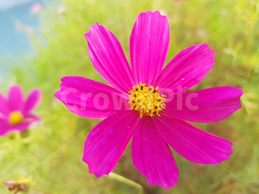 코스모스,가을,비비드,비비드컬러,핫핑크,가을,계절,fall,autumn,season,식물,자연,plants,nature,꽃,flower,plant
