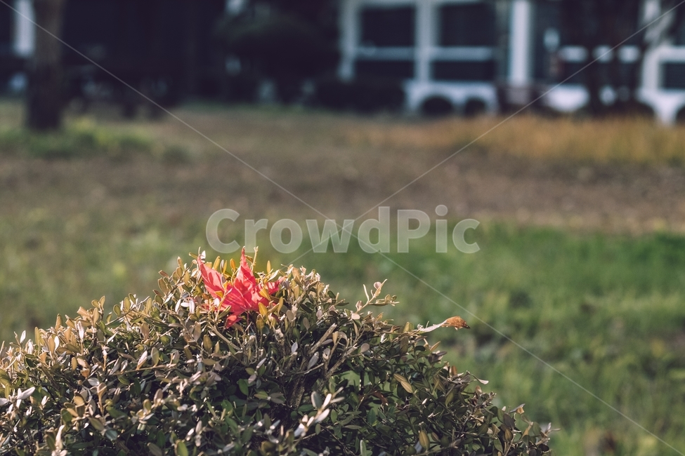 가을,단충,낙엽,단풍,나뭇잎,공원,빨간색,자연,풍경,nature,landscape,ground,바닥