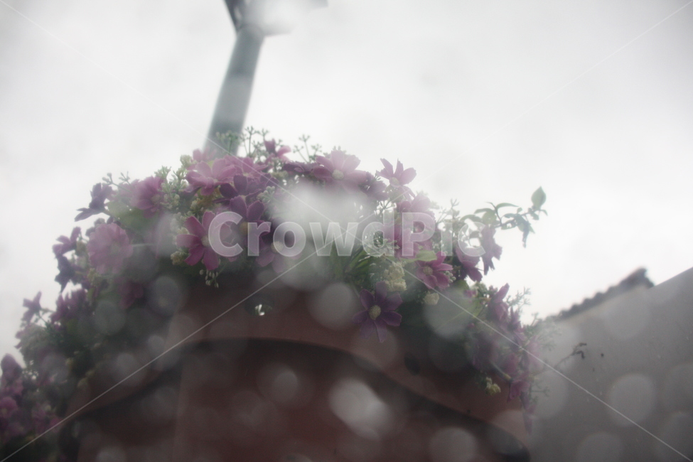 꽃,flower,palnt,식물,자연,nature