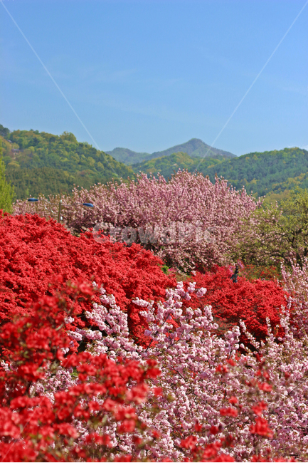 겹벚꽃,완산꽃동산,꽃,봄,한국풍경,풍경,분홍,봄,계절,spring,season,자연,풍경,nature,landscape,plant,식물
