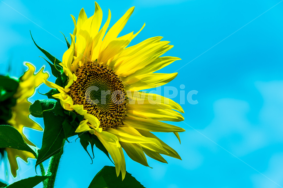 해바라기,바람,열정,문양,무늬,식물,자연,plants,nature,꽃,flower