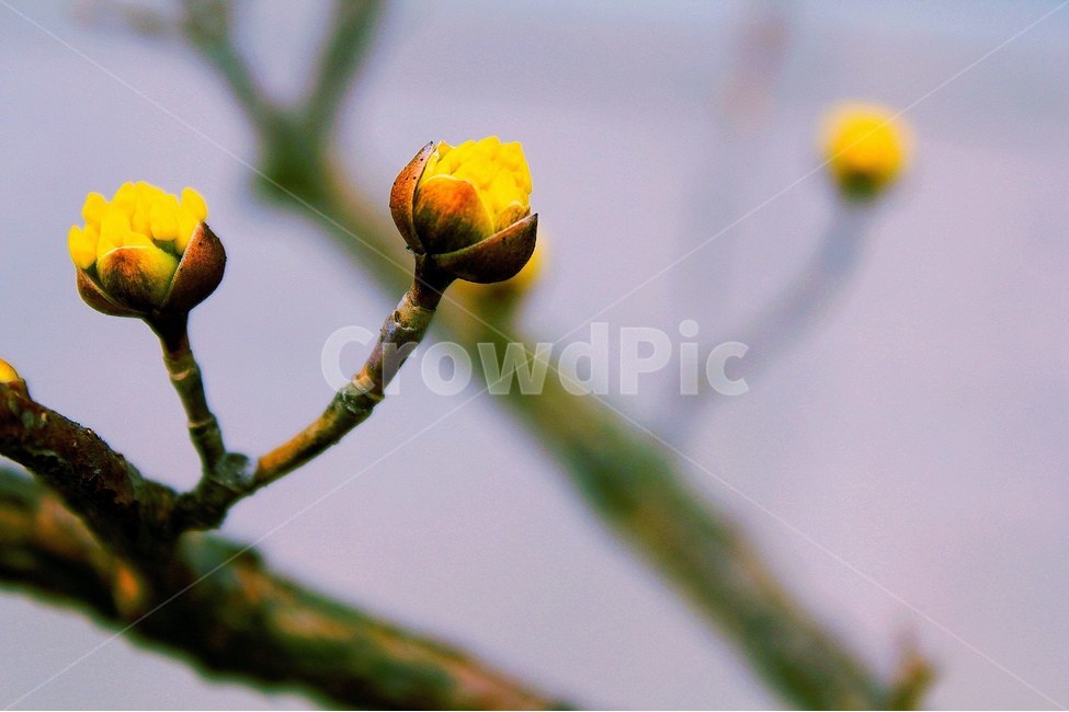 벚꽃,봄,봄의시작,꽃사진,꽃,사진,봄,계절,spring,season,식물,자연,plants,nature,꽃,flower,감성,sensible,feeling,plant,blossom,sprout,새싹,bud,싹