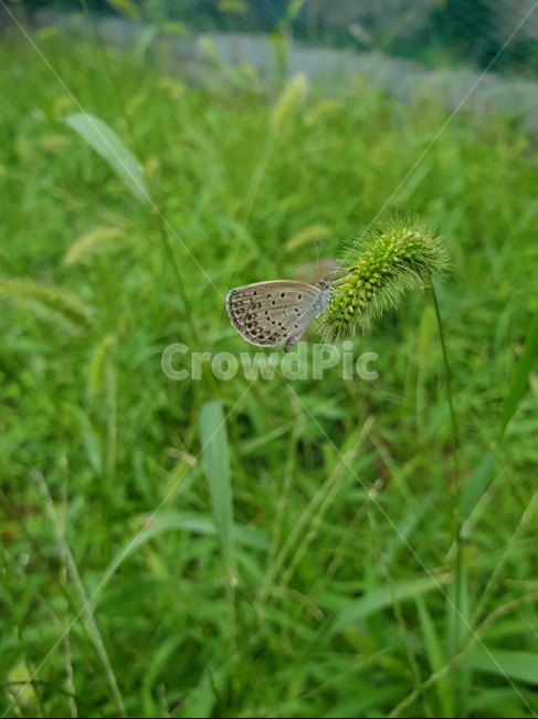 grass,plant,잔디,식물,vegetation,나비,butterfly,강아지풀,식물,자연,plants,nature,곤충,벌레,insect,bug