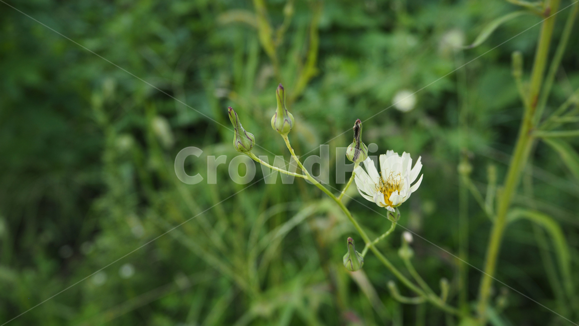 야생화,꽃,식물,wildflower,flower,plant,식물,자연,plants,nature,꽃,flower
