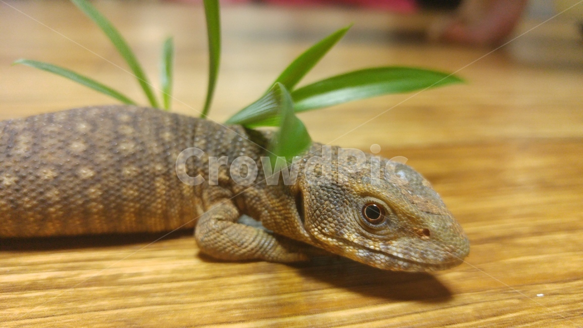 사바나모니터,도마뱀,파충류,lizard,savannahmonitor,모니터,reptile,동물,animal,파충류,양서류,reptile,amphibian