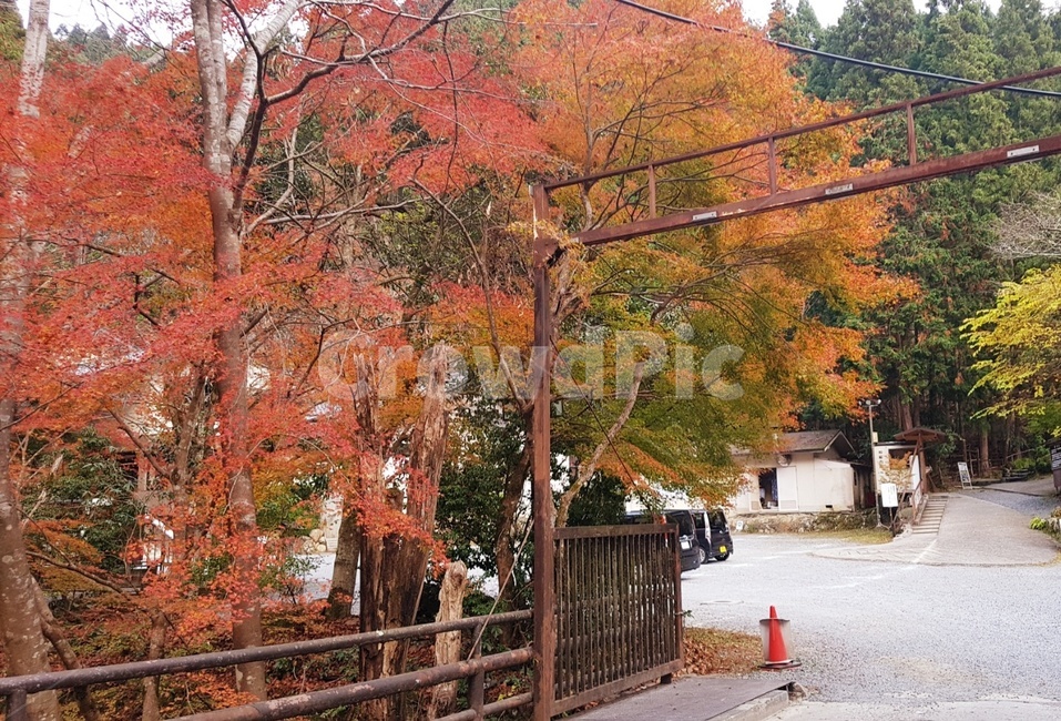 나무,식물,일본,시골길,마을,가을,계절,fall,autumn,season