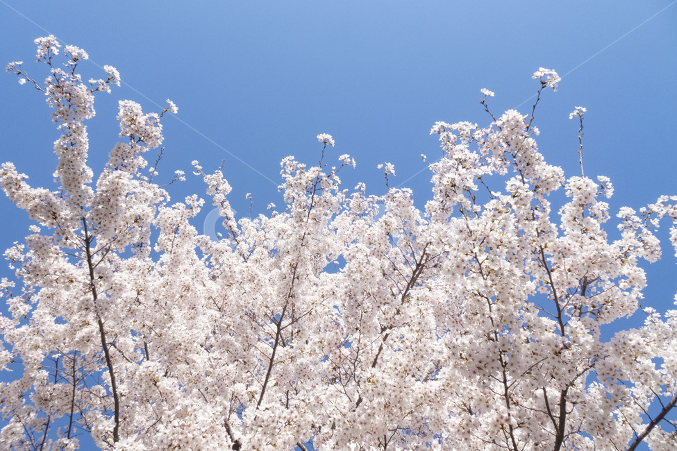 벚꽃,봄,봄꽃,하늘,맑음,블라썸,plant,식물,nature,자연,outdoors,옥외