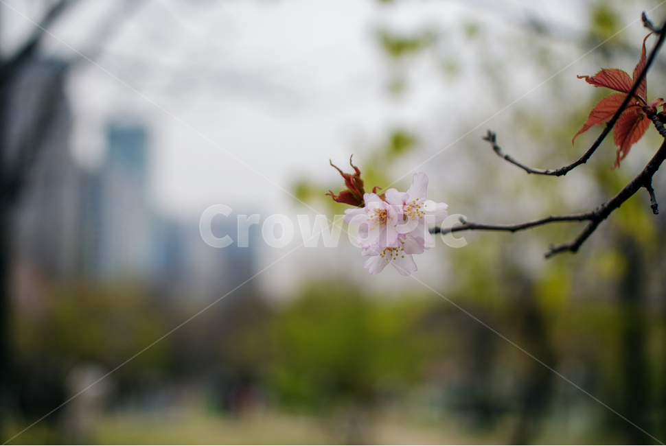 봄,fall,autumn,식물,계절,나무,자연,풍경,꽃,벚꽃,하늘,구름,autumnal,season,plants,autumncolors,nature,landscape,scenery,scene,view,flower,bloom,cherryblossoms,봄,계절,spring,season,식물,자연,plants,nature,꽃,flower,plant