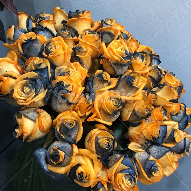 식물,꽃,배경,장미,감성,꽃,flower
