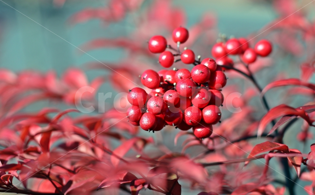 붉은,붉은잎,가로수,정원,나무,자연,식물,자연,plants,nature,음식,식재료,요리,food,cook,meal,dishes,food reserves,과일,열매,fruit,색깔,색상,색채,색감,color sense,color sensitivity,feeling of color