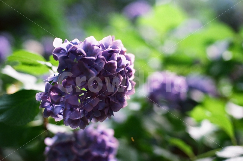 꽃,수국,빛,숲,자연,식물,자연,plants,nature,꽃,flower,감성,sensible,feeling