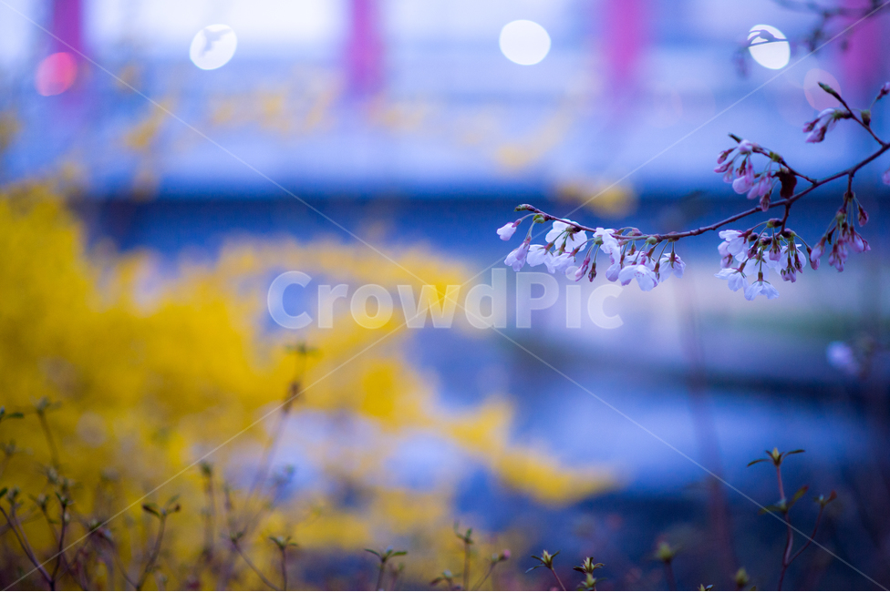봄,개나리,봇꽃,해질력,사랑,설레임,연인,봄,계절,spring,season,식물,자연,plants,nature,꽃,flower,감성,sensible,feeling,plant