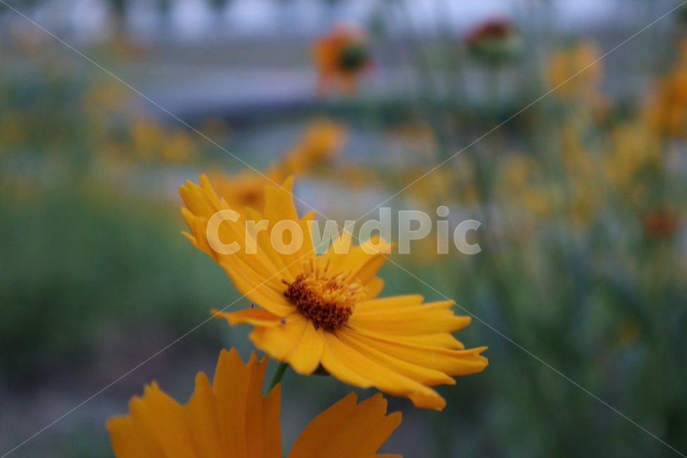금잔화,coreopsis,노랑,노랑꽃,자연