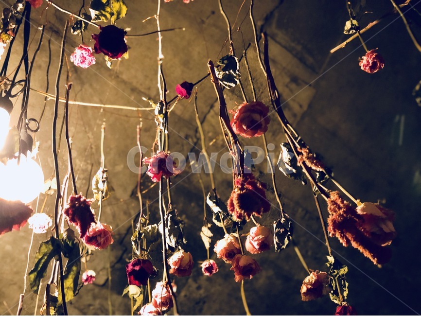 불빛,장미,꽃,연남동,드라이플라워,꽃,flower,감성,sensible,feeling,인테리어,실내디자인,interior design