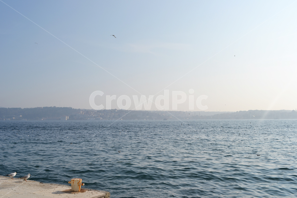 터키,풍경,바다,이스탄불,turkey,istanbul,자연,자연,풍경,nature,landscape,animal,동물,bird,새