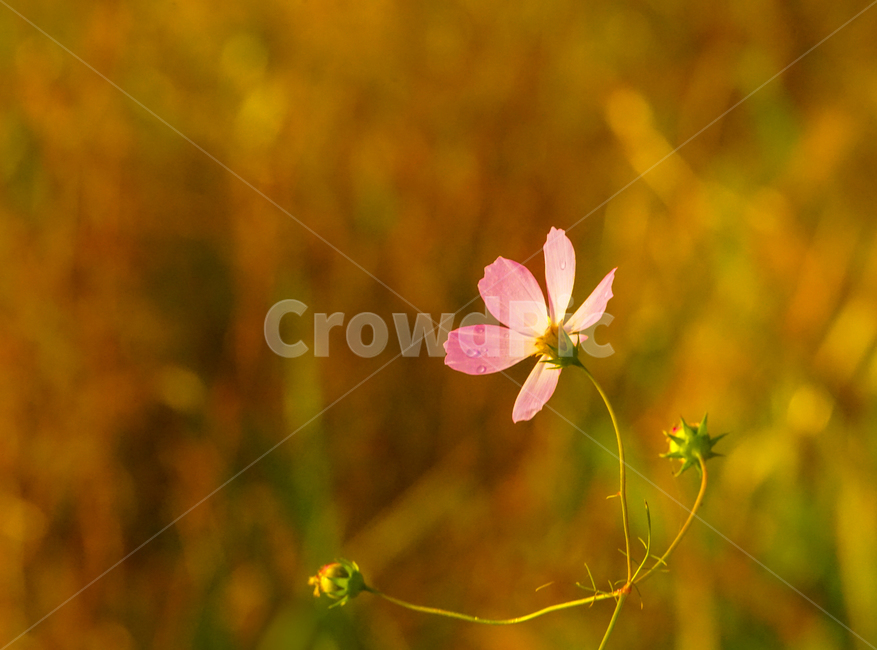 코스모스,꽃,가을,계절,이슬,야생화,식물,가을,계절,fall,autumn,season,식물,자연,plants,nature,꽃,flower,geranium,제라늄,blossom,plant,petal,꽃잎