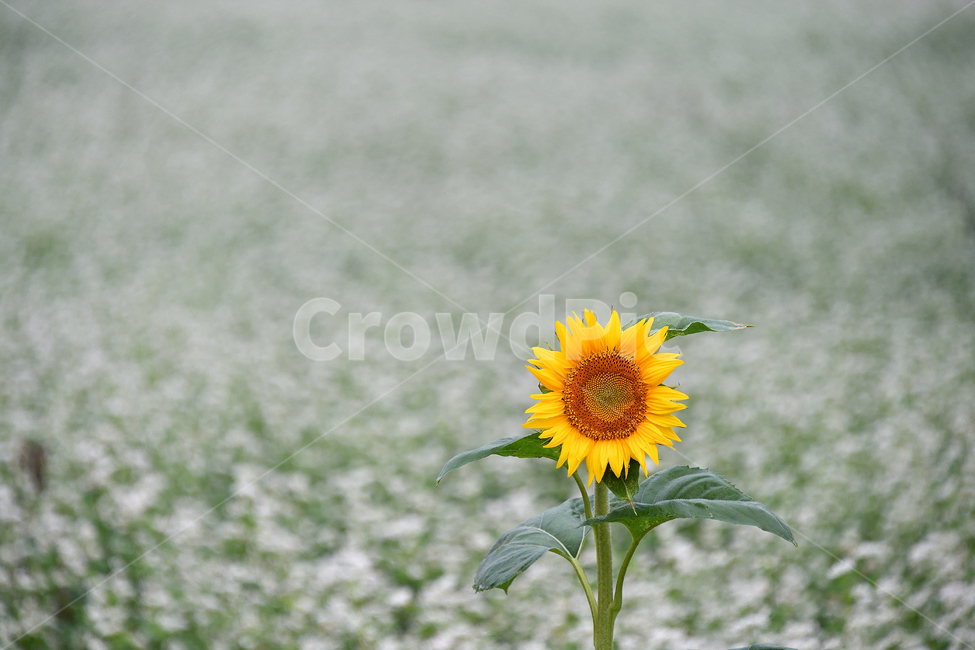 메밀꽃,메밀밭,메밀꽃필무렵,해바라기,존재감,식물,자연,plants,nature,꽃,flower