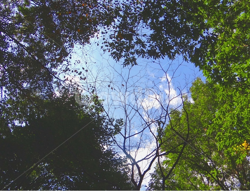 하늘,구름,숲,나무,감성,풍경,초록,힐링,자연,sky,cloud,forest,trees,emotion,green,nature,healing,자연,풍경,nature,landscape,tree,plant,식물,tree trunk,나무 줄기