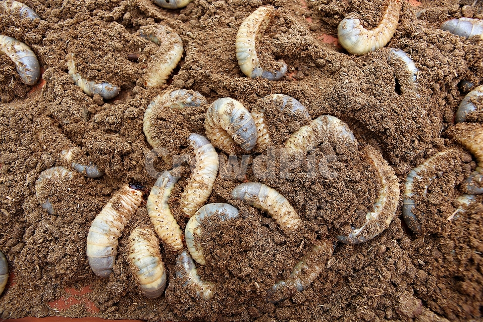 장수풍뎅이유충,애벌레,장수풍뎅이,톱밥,생태계,자연,곤충,벌레,insect,bug