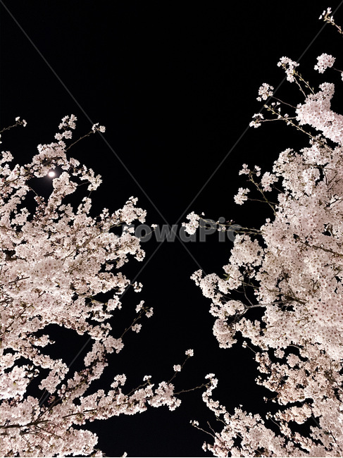 벚꽃,봄,벚꽃놀이,cherryblossoms,acherryblossomviewing