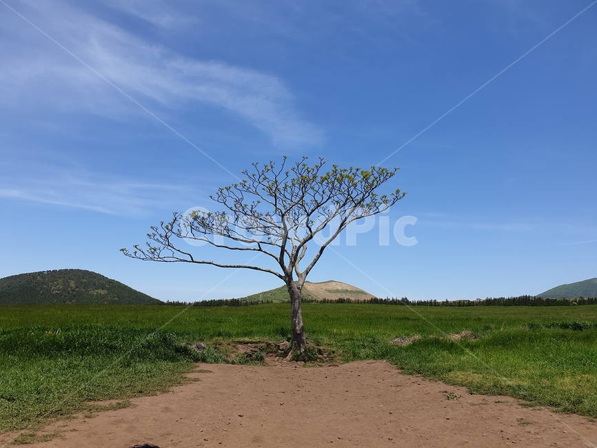 자연,들,나무,nature,왕따나무,자연,풍경,nature,landscape,ground,바닥,outdoors,옥외,grassland,목초지,field
