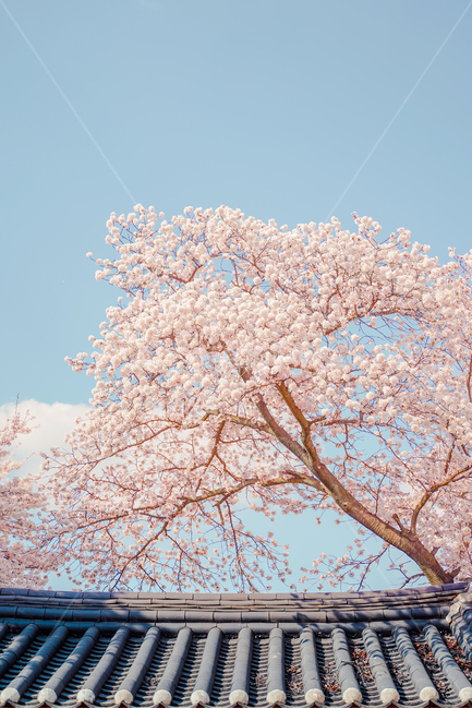 봄,풍경,기와,벚꽃,동화,봄,계절,spring,season,식물,자연,plants,nature,꽃,flower,plant,blossom,cherry blossom