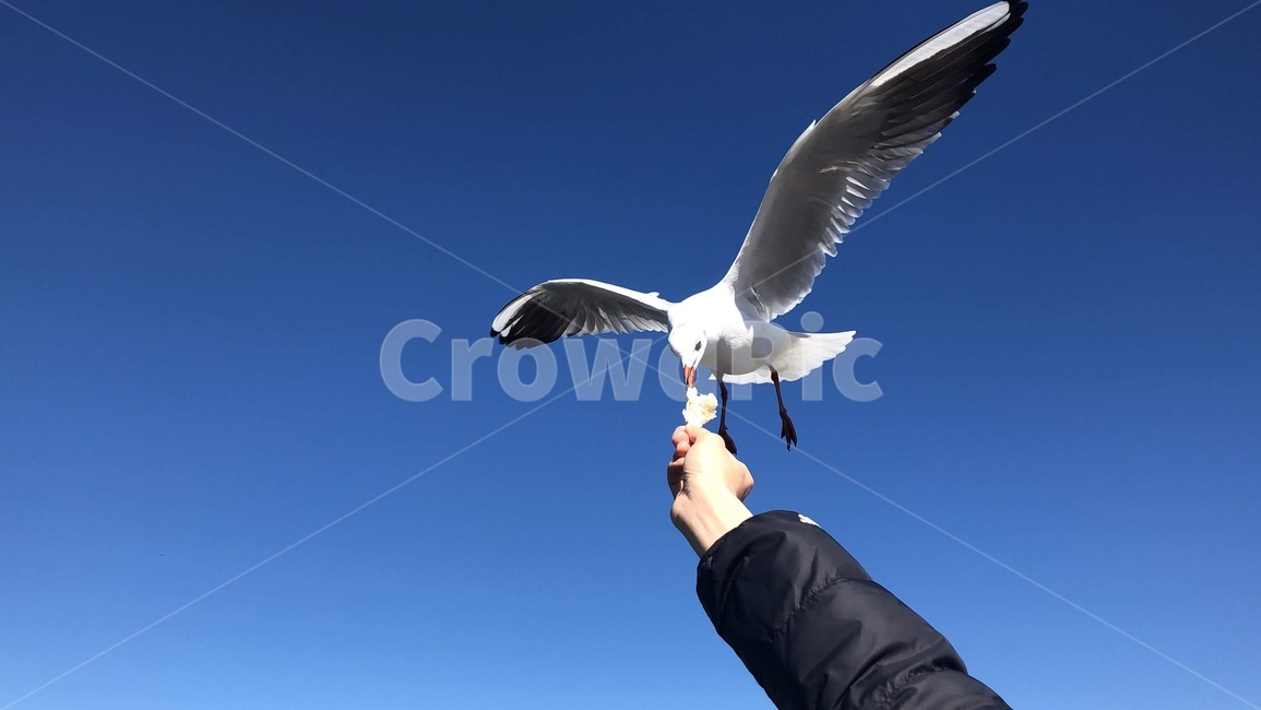 갈매기,바다,하늘,새,bird,동물,animal,sky