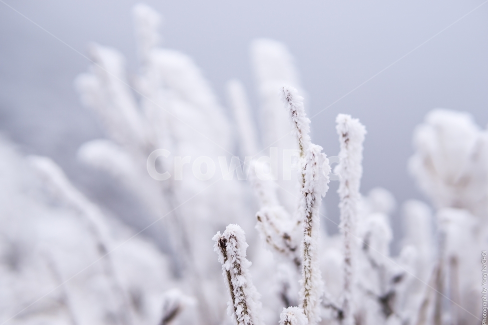 눈꽃,겨울풍경,자연,감성,눈,겨울,겨울,계절,winter,season