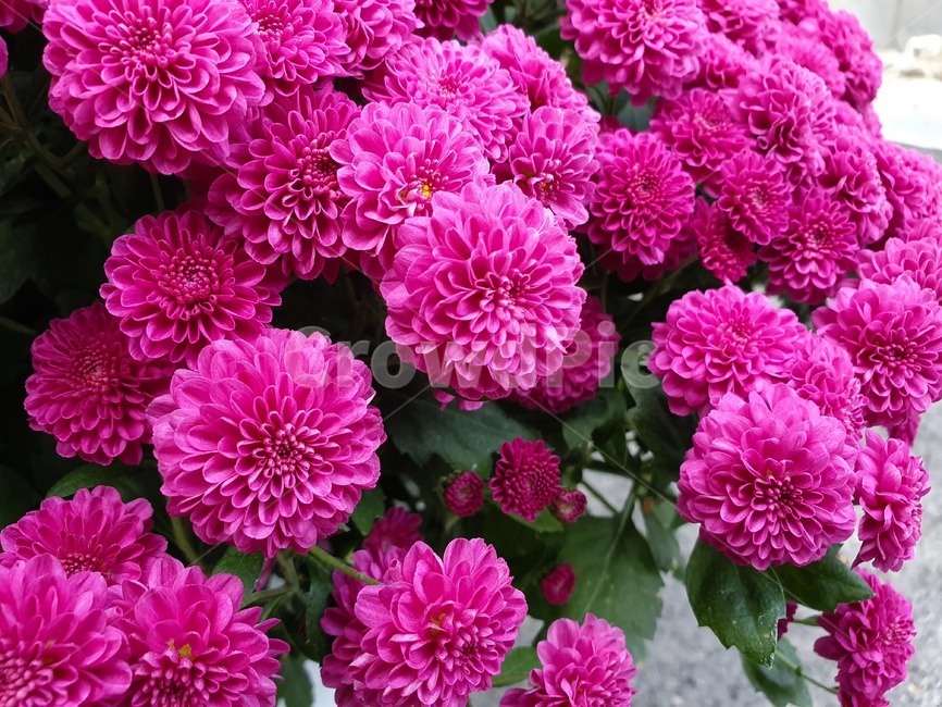 dahlia,달리아,flower,꽃,plant,식물,국화,가을,식물,자연,plants,nature,꽃,flower