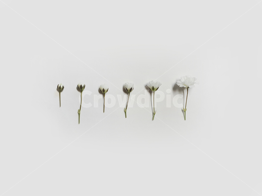 안개꽃,선물,꽃마디,꽃,flower,과정,순서,식물,싹,plant