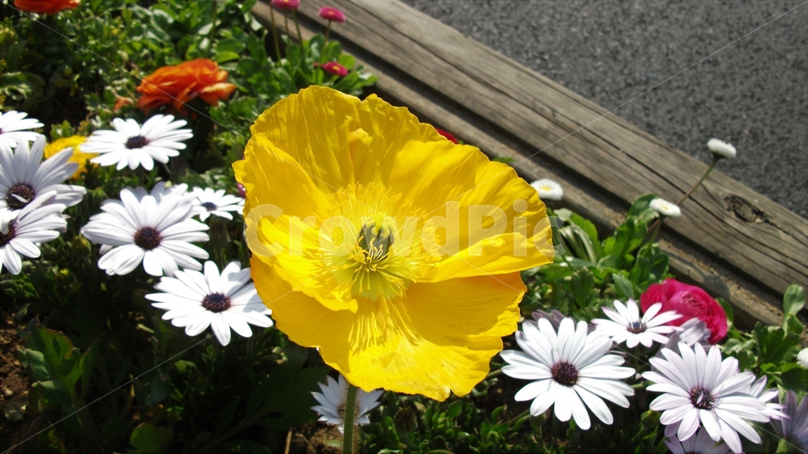 꽃,자연,식물,꽃잎,암술,수술,봄,spring,nature,bloom,petal,floral,scent,beautiful,plant,flower,식물,자연,plants,nature,꽃,flower
