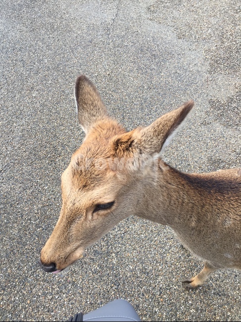 사슴,나라공원,공원,오사카,일본,초식동물,동물,자연,길,deer,narapark,park,osaka,japan,herbivore,animal,nature,way