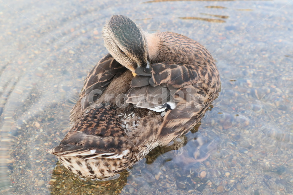오리,조류,동물,duck,깃털