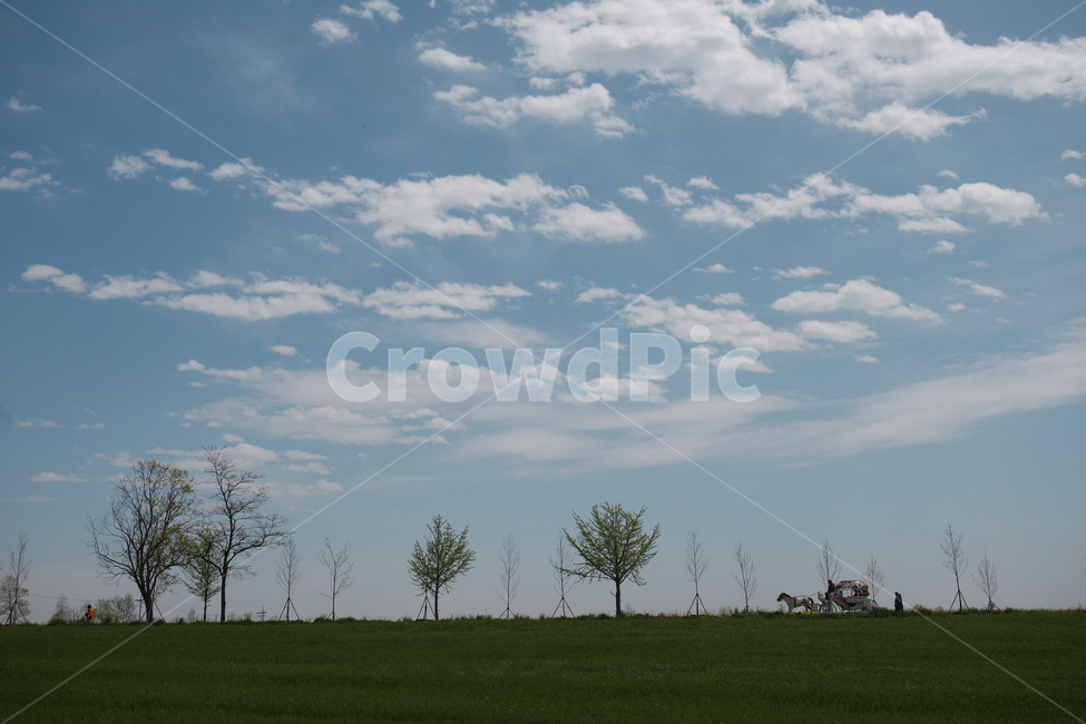 봄,꽃,청보리,자연,하늘,자연,풍경,nature,landscape,grass,잔디,plant,식물,outdoors,옥외