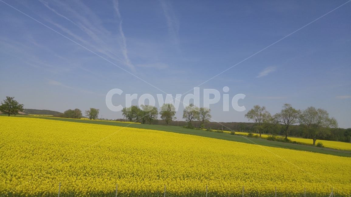 유채꽃,하늘,자연,풍경,봄,나무,꽃,노란색,sky,flower,nature,scene,spring,tree,yellow,따뜻함,맑음,sunny,구름,봄,계절,spring,season,자연,풍경,nature,landscape,grassland,목초지,outdoors,옥외,field,들,meadow,farm,농장,rural,농촌