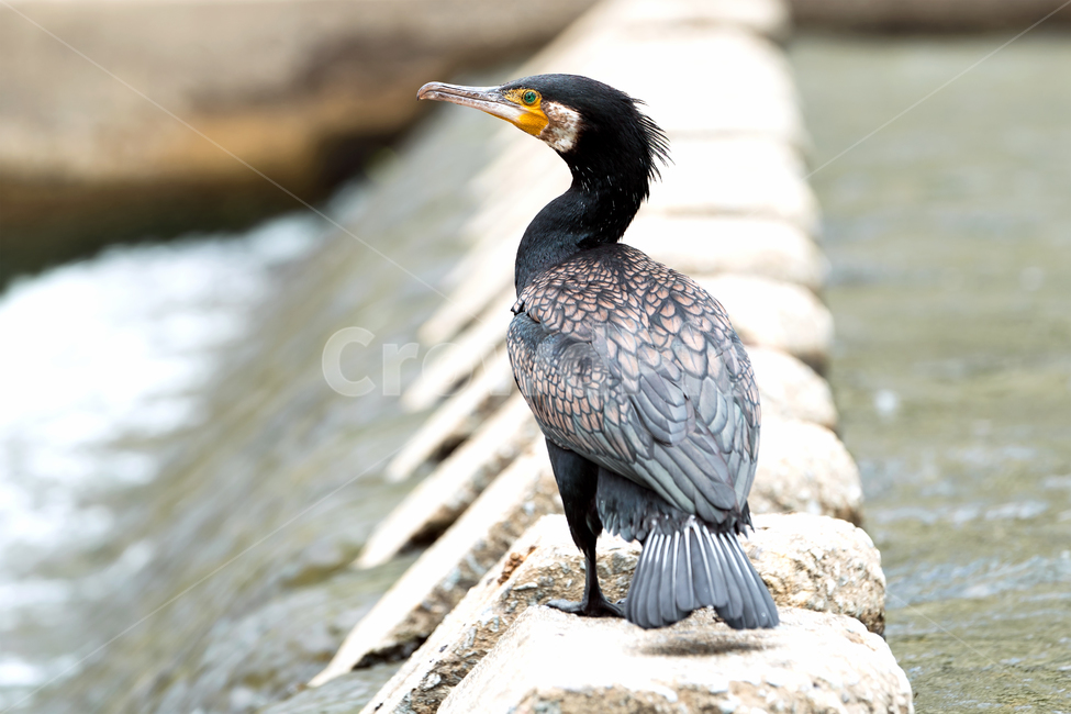 가마우지,민물가마우지,새,철새,자연,생태,생태계,동물,야생동물,조류,cormorant,greatcormorant,animal,bird,waterfowl,동물,animal,조류,새,birds