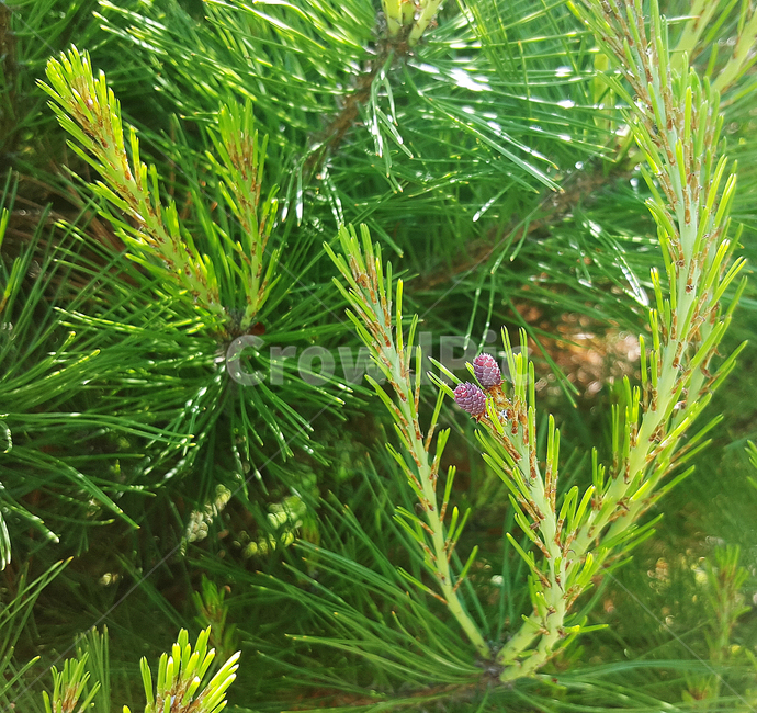 식물,초록,숲,자연,나무,나뭇잎,열매,식물,자연,plants,nature