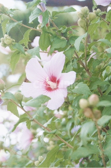 plant,식물,꽃,blossom,무궁화,국화