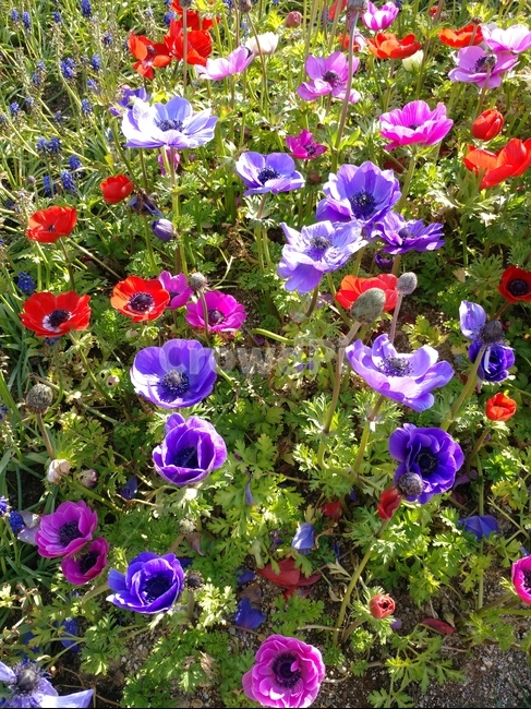 plant,식물,flower,꽃,blossom